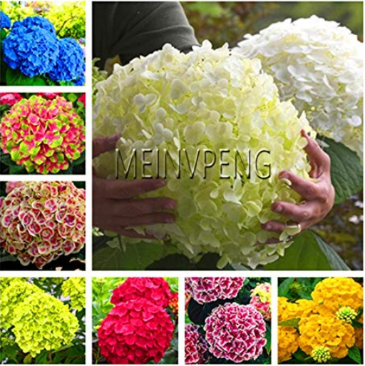 20pcs/Bag Hydrangea Bonsai Mixed Color Japan Hydrangea Bonsai Viburnum Potted Plant for Home & Garden,#SM2ZDH - (Color: Mix)