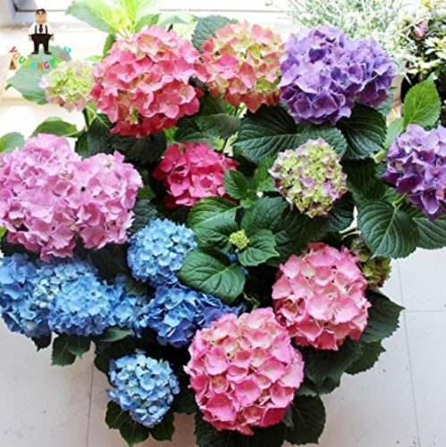 50 Pcs Bonsai Hydrangea Mixed Climbing Hydrangea Plants Flowers Garden Beautify The Environmen Garden - (Color: Black)