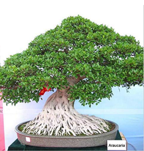 50 pcs/Bag,Araucaria Bonsai, Bonsai,Tree