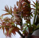 1pcs/lot(200),Bonsai,Courtyard DIY Fun Fruit and Vegetable Planting Bonsai