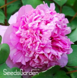 Chinese Rare and Precious Species of Blue Peony Flower Bonsai 10 Pcs/lot