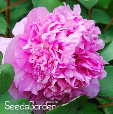 Chinese Rare and Precious Species of Blue Peony Flower Bonsai 10 Pcs/lot