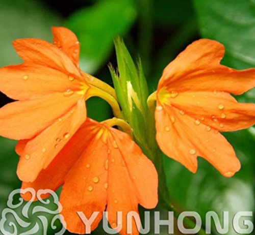 100Pcs A Pack Rare Crossandra Infundibuliformis Grow lings Bonsai Crossandra Infundibuliformis Garden Flowers Bonsai