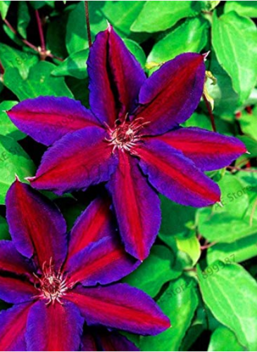 Clematis Plants Real Rare Clematis Plant Outdoor Plant Natural Growth Bonsai Home Garden 100 Pcs,#K3J92
