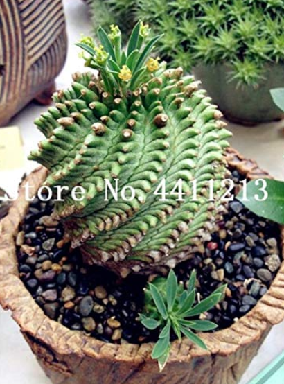 100 Pcs Cactus Rebutia Variety Flowering Color Cacti Rare Cactus Plant Office Mini Plant Succulent Bonsai