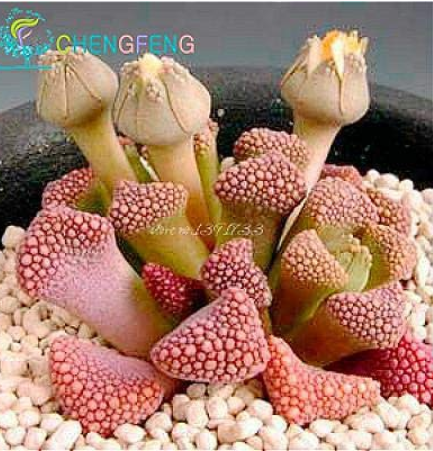 300pcs Succulents Flower Plants Beautiful Rare planta for a perenial Garden Bonsai Tree Plant for Home - (Color: Plum)