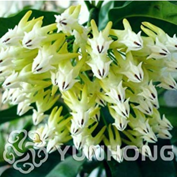 100 Pcs/Bag Hoya Seeds Rare Rocket Hoya Flower Seeds Perennial Plants Carnosa Seeds Pot Bonsai Plant for Home Garden Sementes