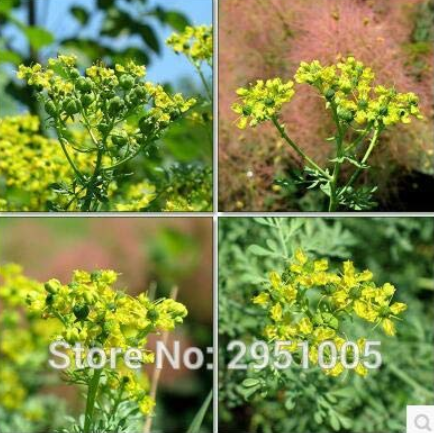 10pcs/lot Rue Lithuanian Flowers, can Drive Flies, Vanilla Flowers, Courtyard Balcony Potted Home Garden