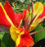 10Pcs/Pack Canna Seeds Plants Indoor Outdoor Pot Flower Seed Home Garden Yard Bonsai - (Color: Red+Yellow)