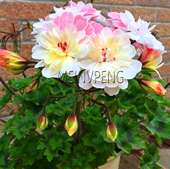 Geranium White Pink Double Flowers Plant, 100 pcs/Pack, Pelargonium Strong Fragrant Garden Perennial