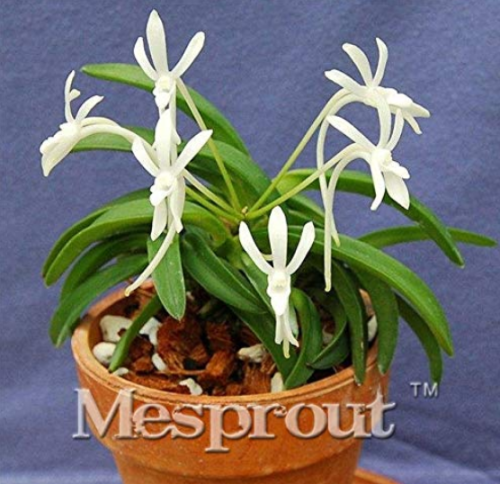 Rare Plants Neofinetia Falcata Bonsai Rich Aroma Bonsai Flower Plant Neofinetia falcata 100 Particles/lot Orchid Bonsai
