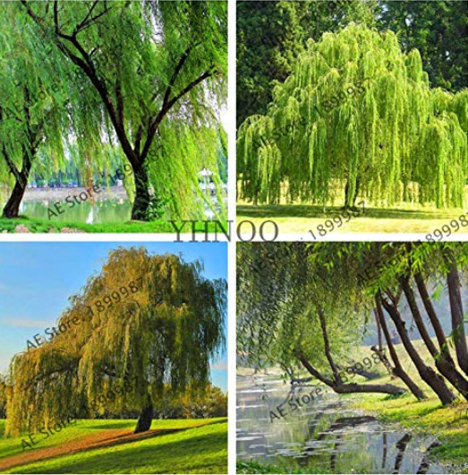 Salix babylonica, Giant Tree,Willow Tree Bonsai, Green Plant,100pcs/pack, Easy to Grow