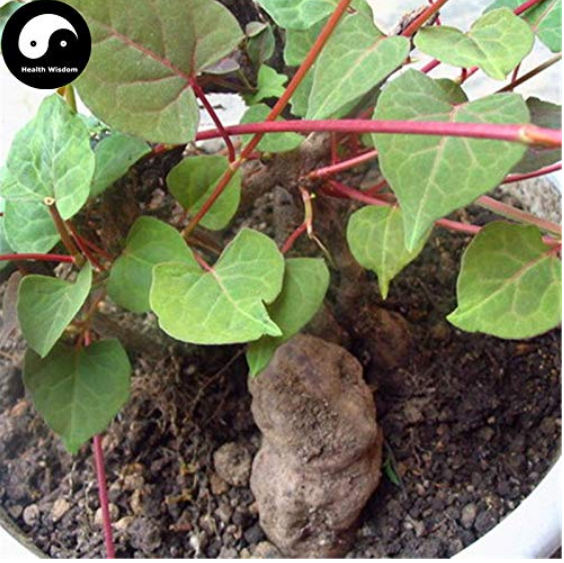 Real Polygonum Multiflorum Semente 50pcs Plant Herb He Shou Wu for Fo-Ti