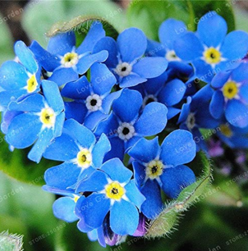 50 Pcs/Bag Rare Myosotis Silvatica Bonsai Home Garden Flowers Potted Bonsai Forget Me Not Bonsai for Home Garden Decoration