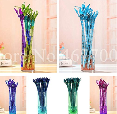 10 Pcs Rainbow Lucky Bamboo Bonsai Small Potted Plants Purify Dracaena Plantas,Planting Simple for Home & Garden 