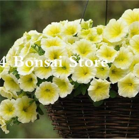 200 pcs Petunia Bonsai Four Seasons Can Be Planted Perennial Flowers Planting Indoor and Outdoor Bonsai Potted Plant