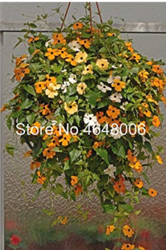 100 Pcs Climbing Flowers Black-Eyed Susan Bonsai Thunbergia Alata Flower Bonsai Black Eyed Susan Vine Gorgeous Sunrise Plant 