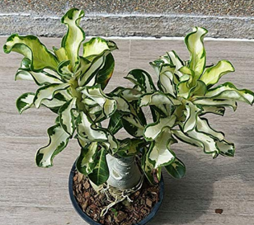 100% True Thailand Rare grafted Desert Rose Variegated Leaves Siam Potted Home Garden Flowers Bonsai Plants Adenium Obesum