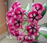 Flower Bonsai Hoya Kerrii Bonsai (December Orchid) Family Bonsai Garden Supplies 100PCS