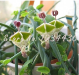 100 Pcs Ceropegia Woodii Flowers Bonsai Parachute Ceropegia Haygarthii VAR. Rare Home Garden Building for Flower Pot