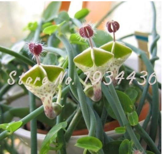 100 Pcs Ceropegia Woodii Flowers Bonsai Parachute Ceropegia Haygarthii VAR. Rare Home Garden Building for Flower Pot