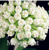Flower Bonsai Hoya Kerrii Bonsai (December Orchid) Family Bonsai Garden Supplies 100PCS