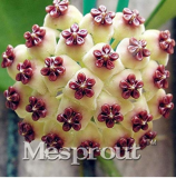 Flower Bonsai Hoya Kerrii Bonsai (December Orchid) Family Bonsai Garden Supplies 100PCS