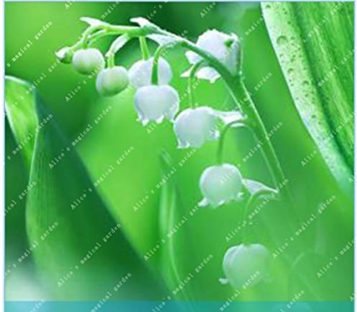  100 Pcs Lily of The Valley Flower Bell Orchid Rich Aroma Bonsai Flower so Cute and Beautiful