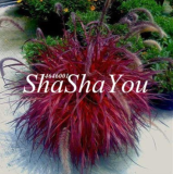 Half-Hardy Perennial Fountain Grass Pennisetum Setaceum Fireworks Bonsai, 200 Bonsai/Bag, Pennisetum Bonsai 