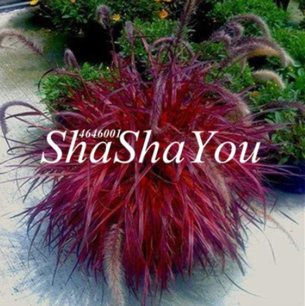 Half-Hardy Perennial Fountain Grass Pennisetum Setaceum Fireworks Bonsai, 200 Bonsai/Bag, Pennisetum Bonsai 