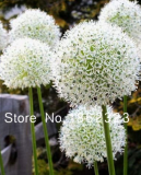 100 Pcs Rare Color Giant Allium Giganteum Beautiful Flower 