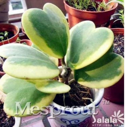 Flower Bonsai Hoya Kerrii Bonsai (December Orchid) Family Bonsai Garden Supplies 100PCS / Bag - (Color: Army Green)