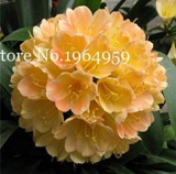 Clivia Miniata Bonsai Gorgeous Rare Bush Kefir Lily Flower Decorative Garden Plant DIY Home with High Ornamental Value 100 Pcs - (Color: r)