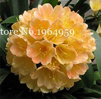 Clivia Miniata Bonsai Gorgeous Rare Bush Kefir Lily Flower Decorative Garden Plant DIY Home with High Ornamental Value 100 Pcs - (Color: r)