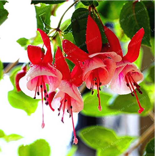 Purple Double Petals Fuchsia Bonsai Potted Flower Bonsai Potted Plants Hanging Fuchsia Flowers 100 Pcs/Bag