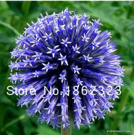 100 Pcs Rare Color Giant Allium Giganteum Beautiful Flower Seed Garden Plant Perennial Flower Bonsai,Germination Rate of 95%