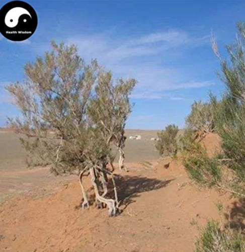 Haloxylon Ammodendron Tree Semente 100pcs Plant Desert Tree Haloxylon for SUO SUO