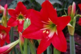 Hippeastrum Bulbs Seeds Bonsai Amaryllis Barbados Lily DIY Home Garden Lily Potted Bonsai Balcony Flower 100 pcs/Bag