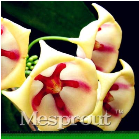 Flower Bonsai Hoya Kerrii Bonsai (December Orchid) Family Bonsai Garden Supplies 100PCS / Bag 