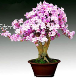 Bonsai Rhododendron Flower Easy to Grow Azalea Bonsai Family & Garden Flower Rare Plant DIY Indoor Or Outdoor Dwarf Tree 100 Pcs