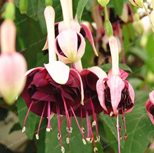Purple Double Petals Fuchsia Bonsai Potted Flower Bonsai Potted Plants Hanging Fuchsia Flowers 100 Pcs/Bag