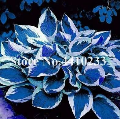 150 Pcs Beautiful Hosta Bonsai, Perennials Lily Flower Shade Hosta Flower Grass Bonsai Ornamental Garden Plants