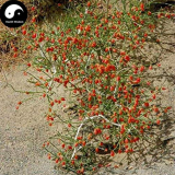 Sand Calligonum Tree Semente 100pcs Plant Desert Calligonum Mongolicum Sha Guai Zao