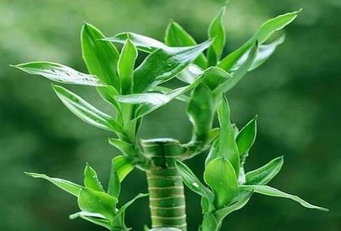 20 pcs/Bag, Lucky Bamboo Plants, Potted Balcony, Planting is Simple, Budding Rate of 95%, Radiation Absorption, Mixed Colors