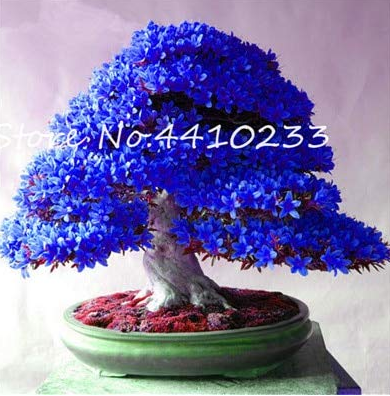 Bonsai Rhododendron Flower Easy to Grow Azalea Bonsai Family & Garden Flower Rare Plant DIY Indoor Or Outdoor Dwarf Tree 100 Pcs 