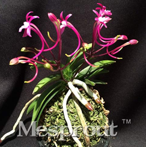 Rare Plants Neofinetia Falcata Bonsai Rich Aroma Bonsai Flower Plant Neofinetia falcata 100 Particles/lot Orchid Bonsai - (Color: 3)