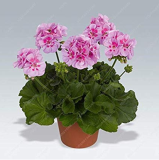 100Pcs Geranium Planting Bonsai Flower Plants Bonsais Potted Geranium for Home Garden Decoration Hot New Arrival 