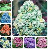Home Garden Plants 200pcs Outdoor Perennial Phlox Bonsai,Planting Phlox Flower Plant, Semenata of Flowers Perennial - (Color: Mixed)