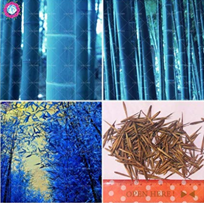 20pcs Bonsai Bamboo Rare Giant Blue moso Bamboo Bambu Plants Professional Pack Bambusa Lako Tree for Home Garden Planting