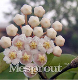 Flower Bonsai Hoya Kerrii Bonsai (December Orchid) Family Bonsai Garden Supplies 100PCS / Bag 